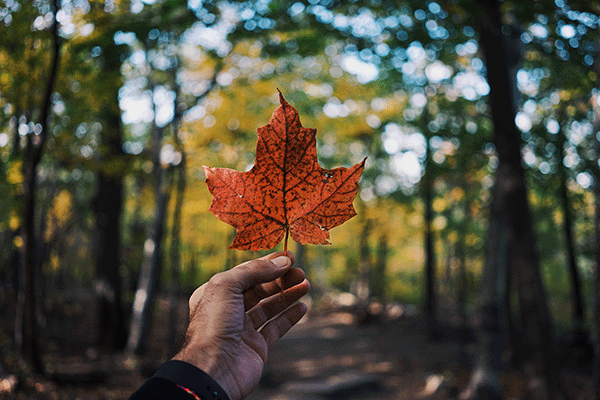 Holding-Maple-Leaf